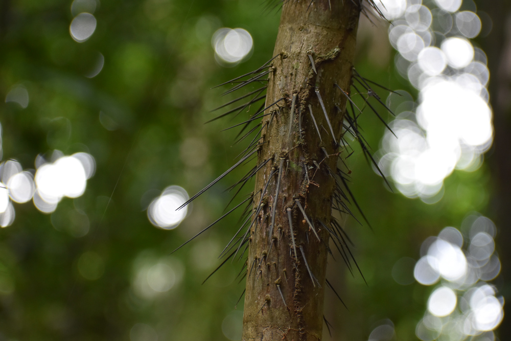 Spiky tree in Panama